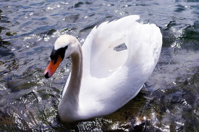 Лебедь подросток