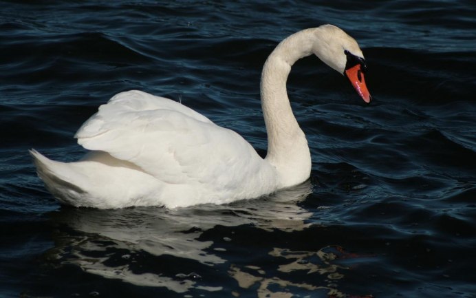 Красный лебедь