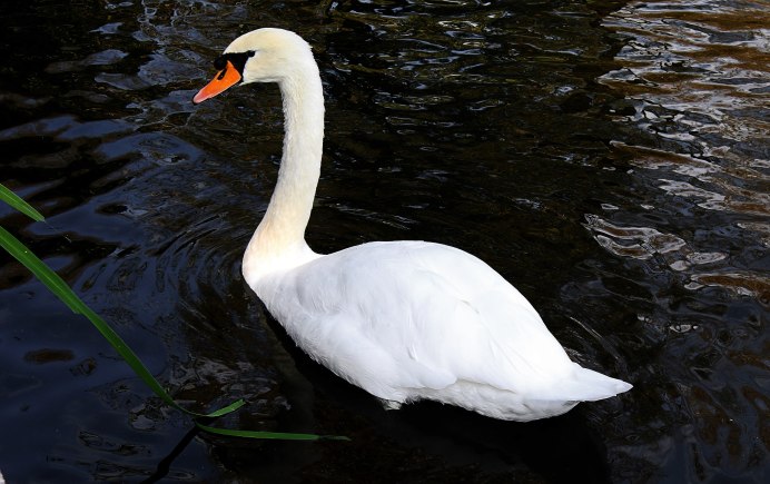 Фото лебедя или рисунок