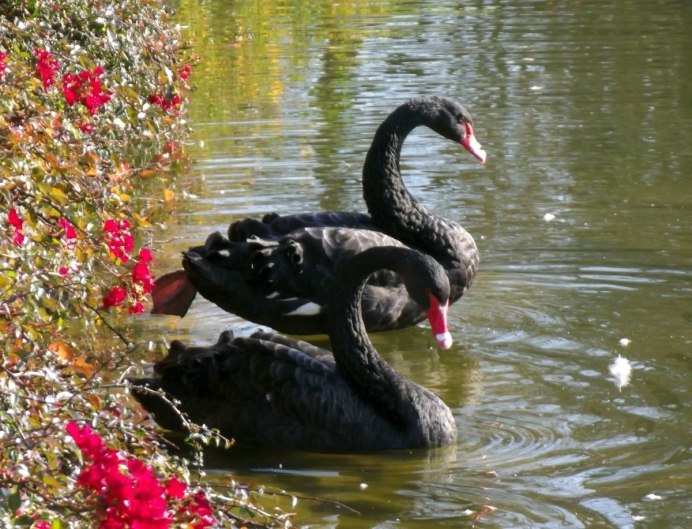 Утка Гусь и лебедь