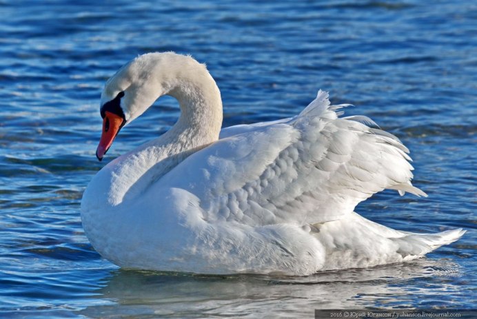 Красный лебедь