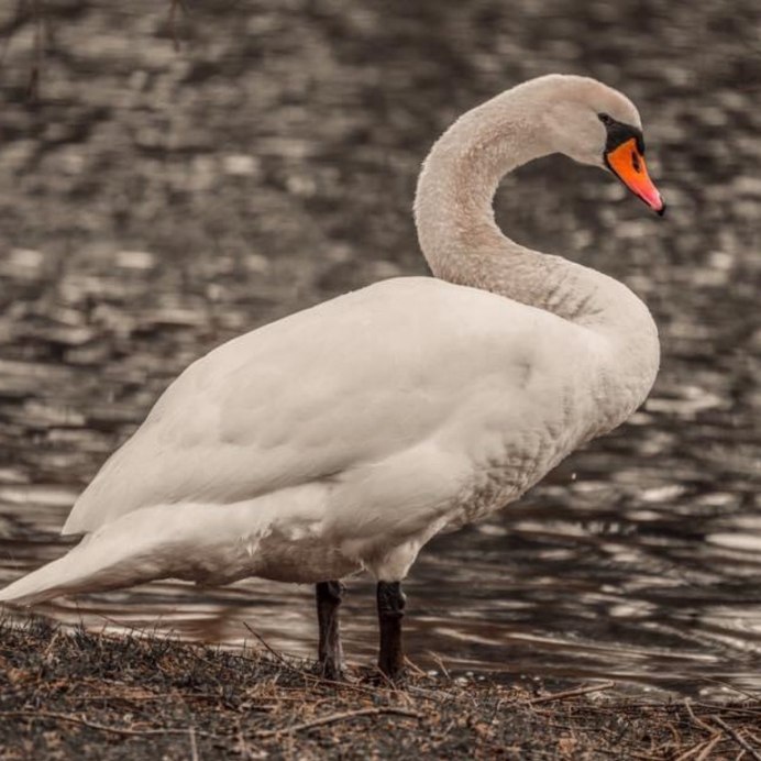 Лебедь картинка для детей с названием