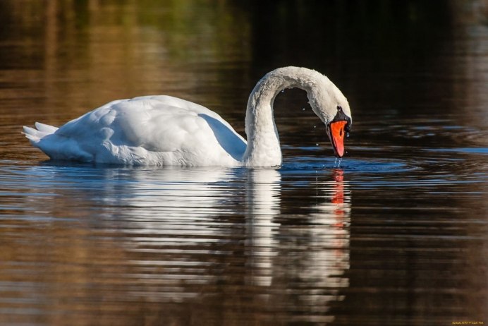 Лебедь шипун Самара