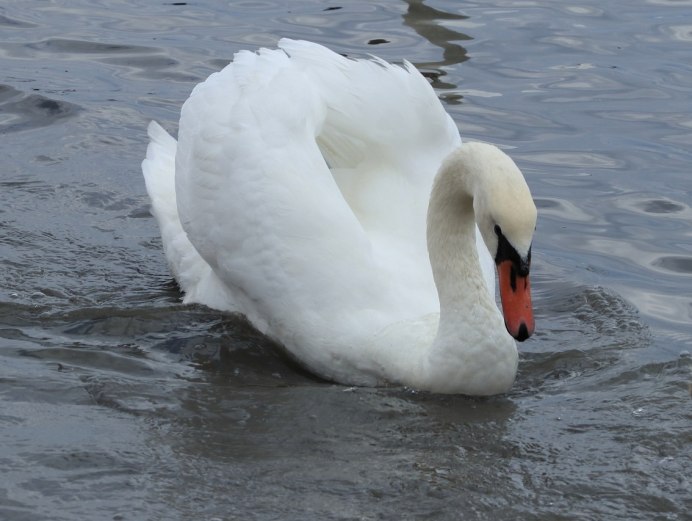 Падальщик Фламинго