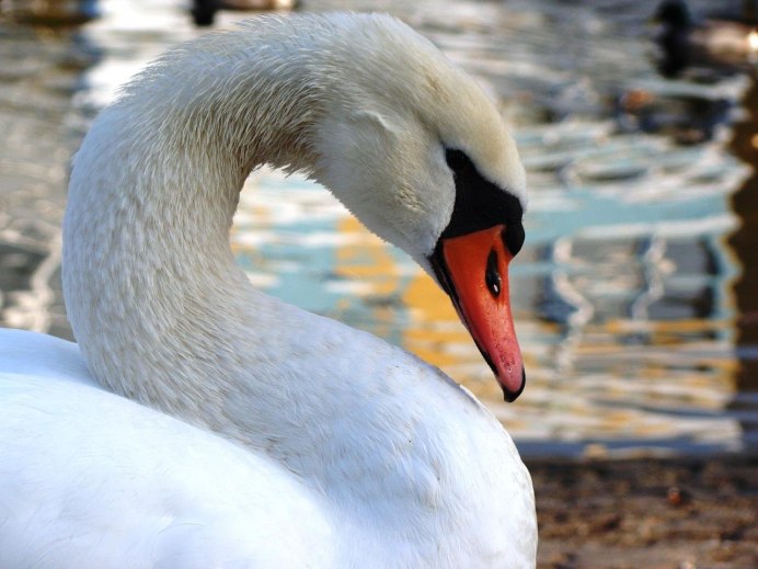 Чёрный лебедь птица