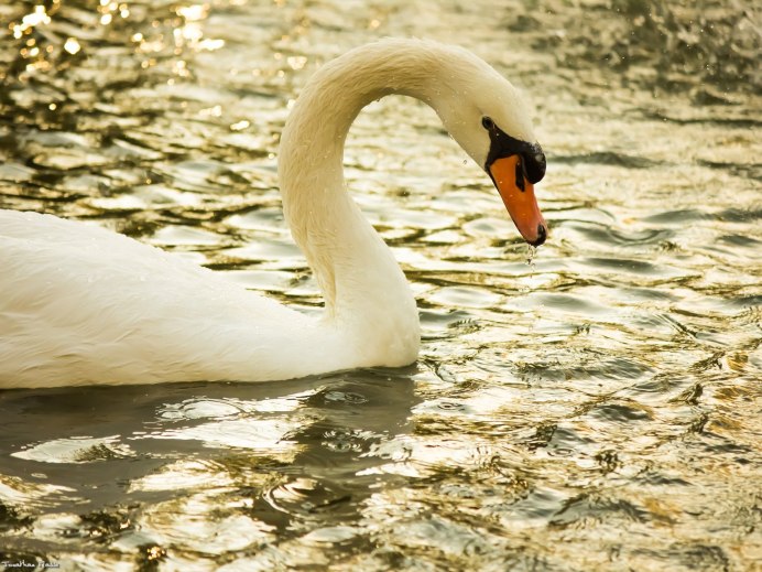 Лебедь красные глаза