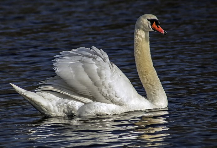 Лебедь-шипун клюв