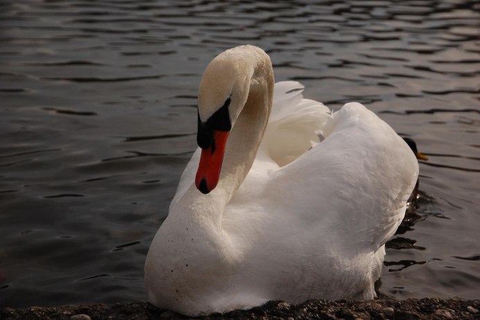 Красный лебедь