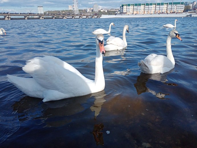 Фото красивых лебедей 5