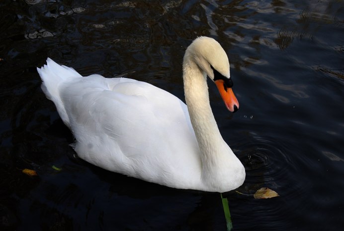 Розовый Фламинго