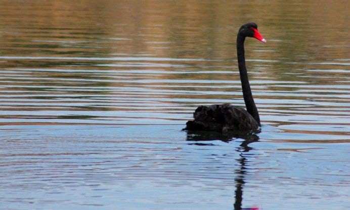 Исчезающий черный лебедь