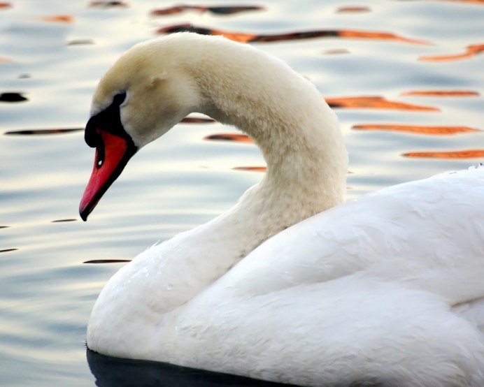 Лебедь шипун красная