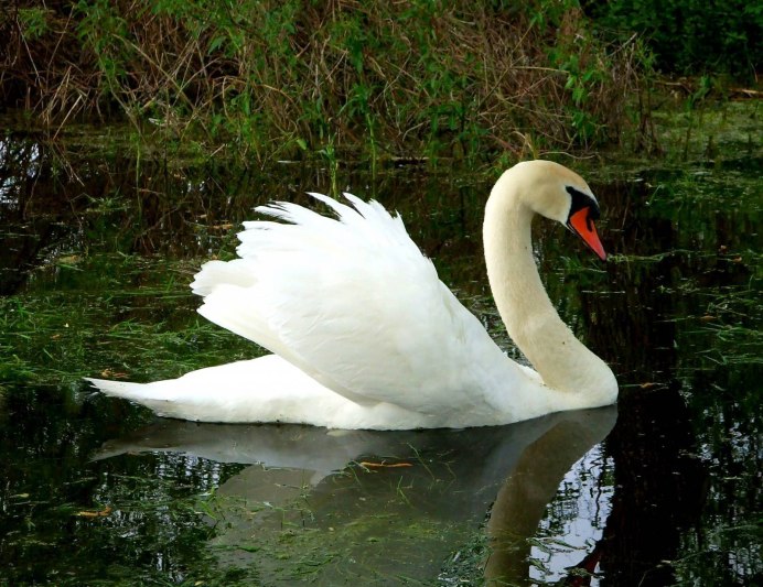 Лебедь-шипун - Cygnus olor (Gmelin, 1789)