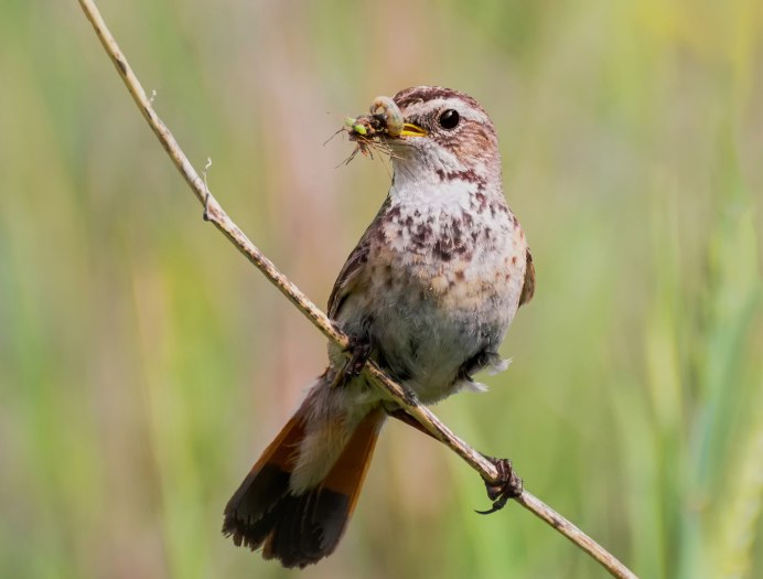 Обыкновенная горихвостка (Phoenicurus Phoenicurus)