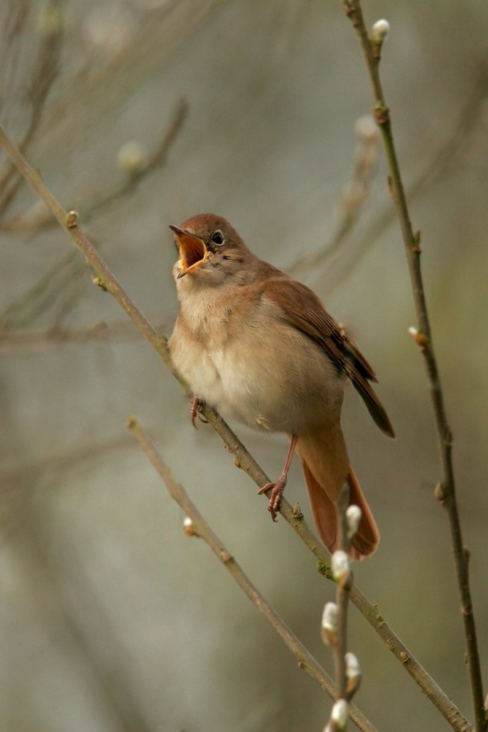Luscinia Luscinia