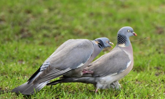 Птица голубь вяхирь