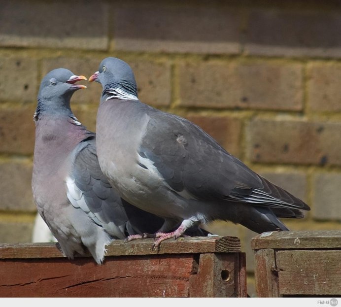 Милый голубь