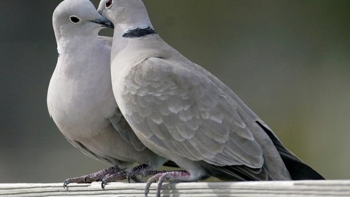 Дикий голубь Горлица