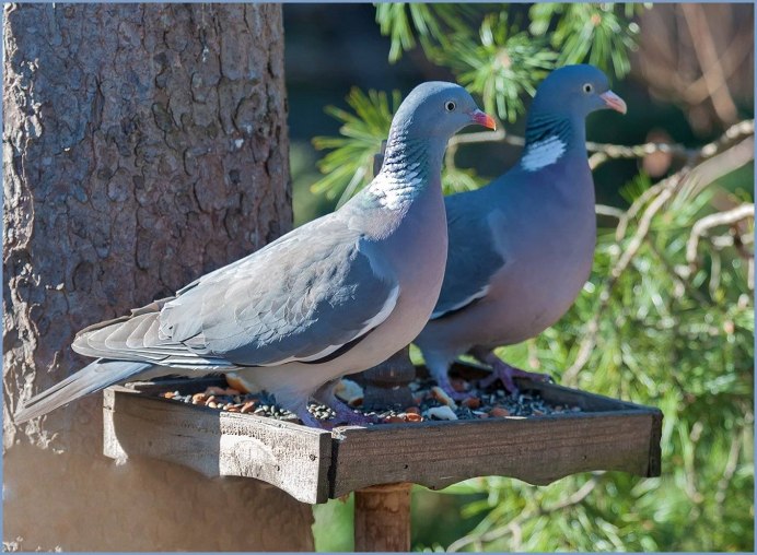 Голуби породы вяхирь