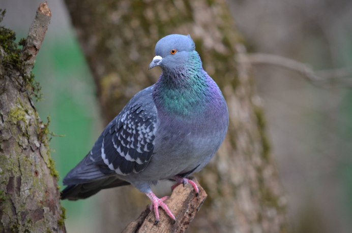 Голубь Клинтух