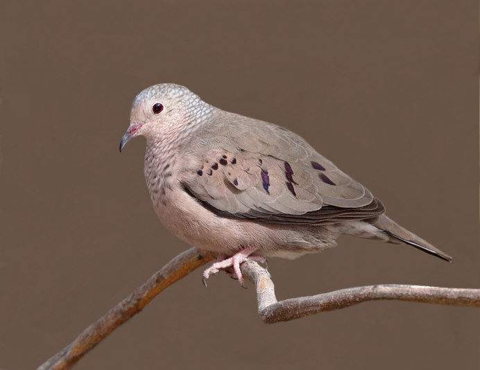 Лусинская Горлица порода