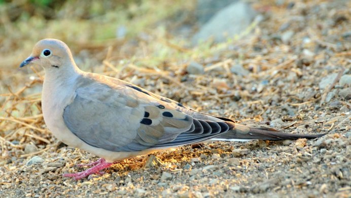 Сизый голубь самка