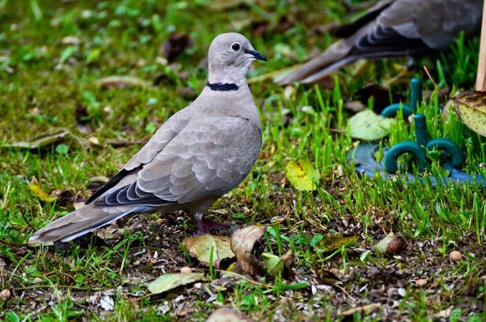 Голубь кольчатая Горлица