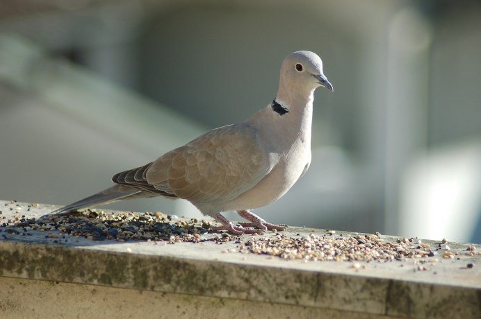 Кольчатая Горлица с дикими голубями