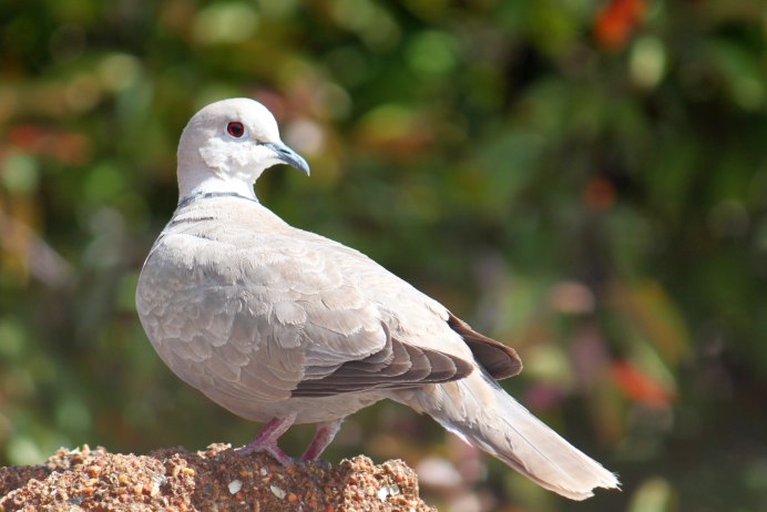 Краснокнижный голубь Горлица