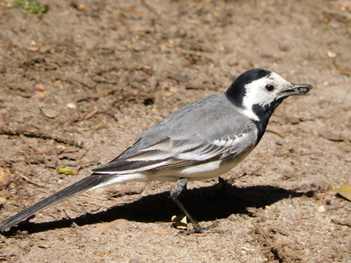 Белая трясогузка Motacilla Alba