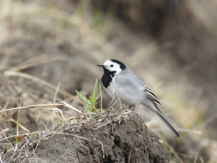 Motacilla personata