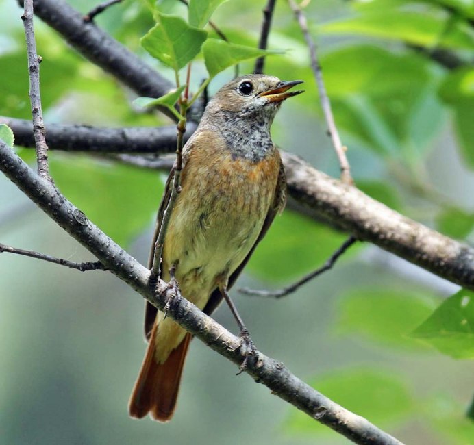 Канадская дикуша / Falcipennis canadensis