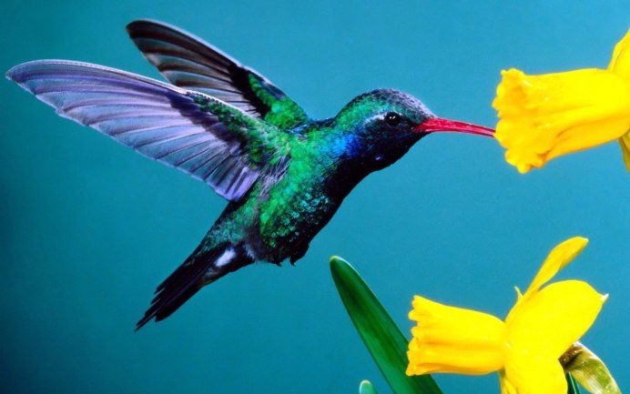 Колибри trochilidae