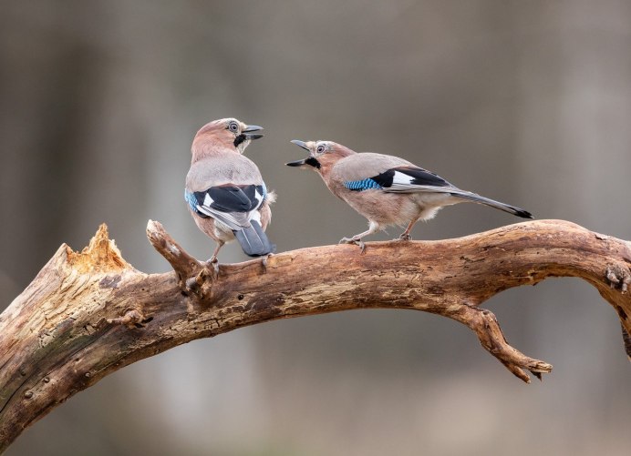 Лесная сорока Сойка