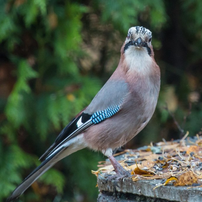 Сойка garrulus glandarius