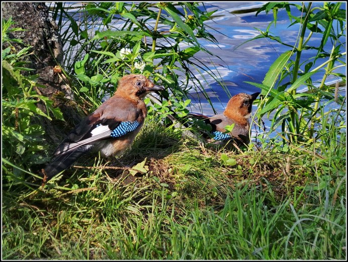 Кедровая Сойка