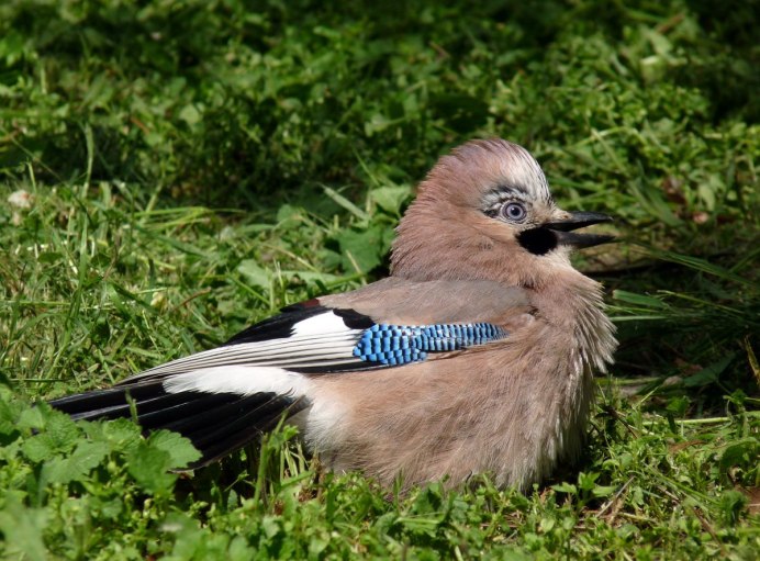 Garrulus glandarius fasciatus