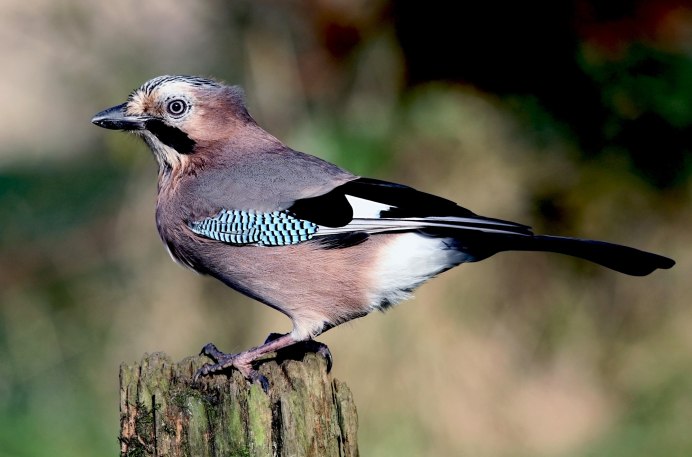Гималайская Сойка