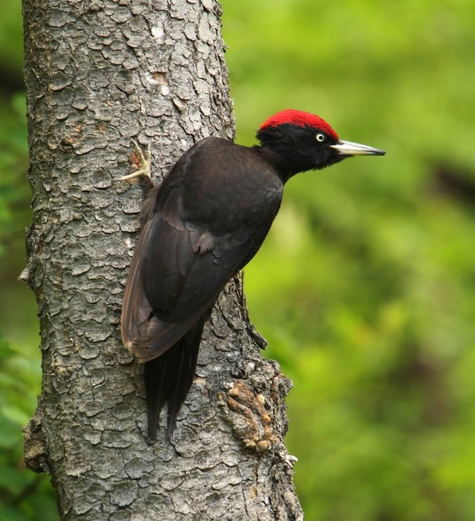 Птица черный дятел Желна