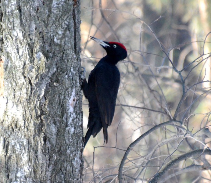 Желна самец