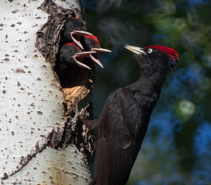 Желна птица
