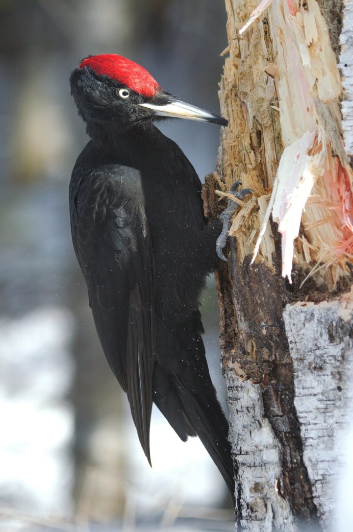 Желна зимой