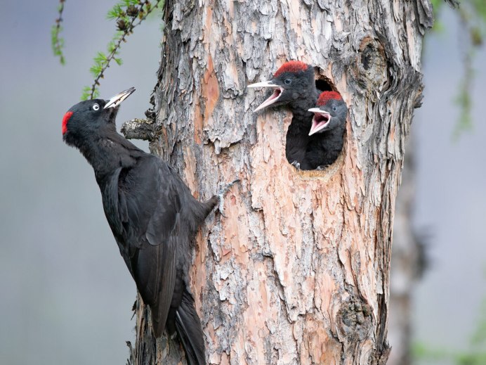 Птица с гребешком
