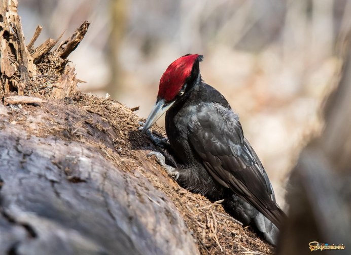 Гнездо дятла Желны