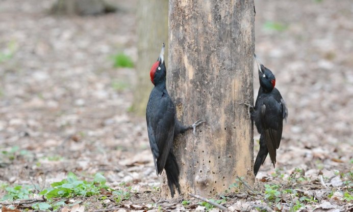 Тетерев в платке