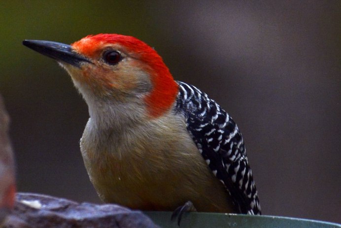 Средний дятел Dendrocopos Medius