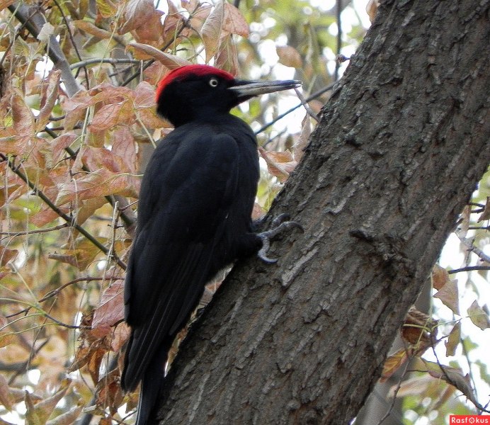 Дятел Желна