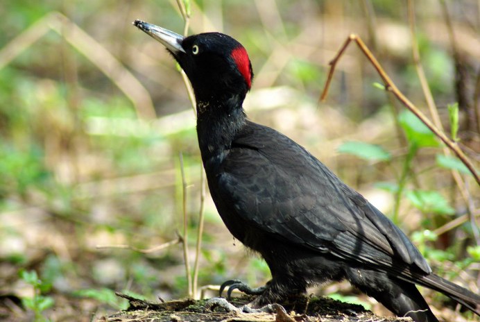 Желна голос