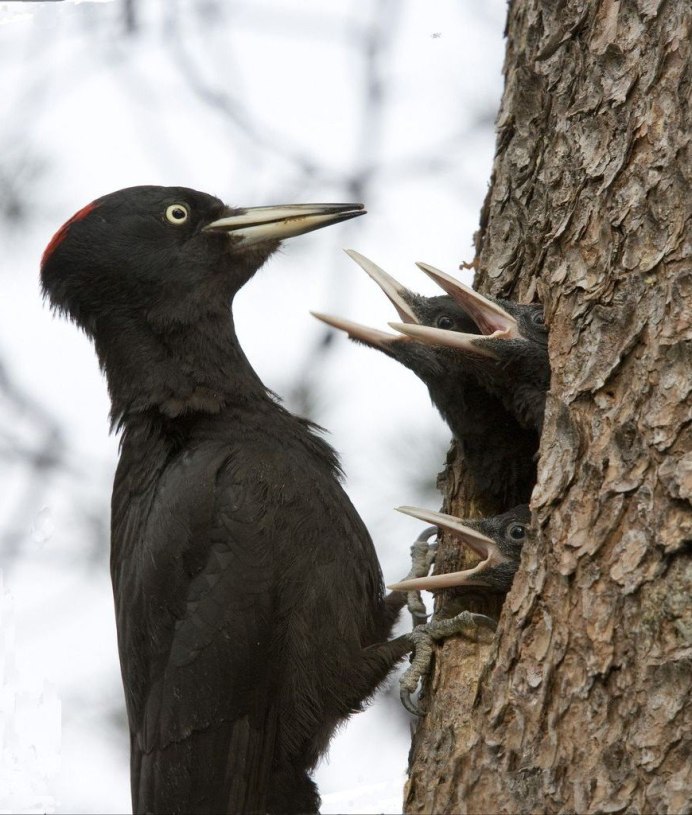 Пурпурный танагровый певун