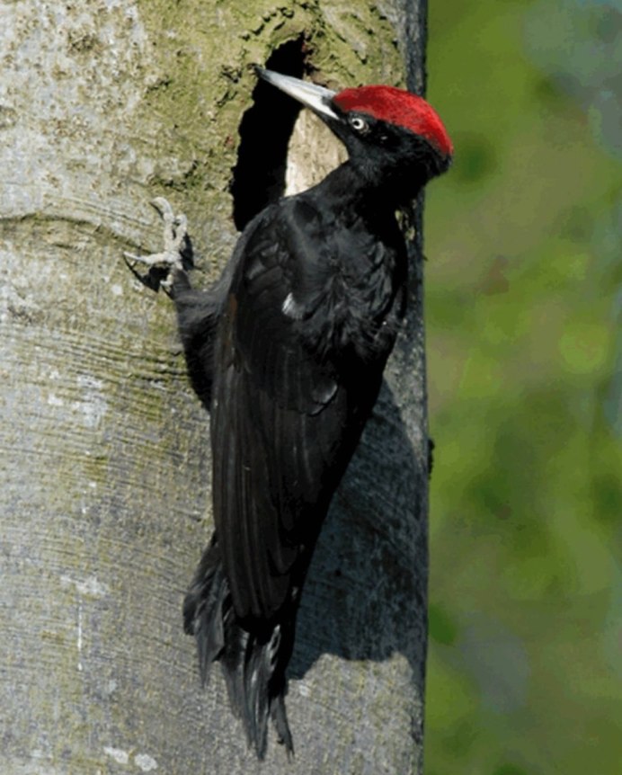 Большой дятел Желна